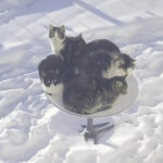 Kanadoje katės užgrobė palydovinę lėkštę